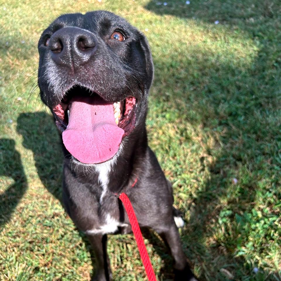 Enlarge Prim Rose, a Adoptable Mixed Breed in Chattanooga, TN image 1/3