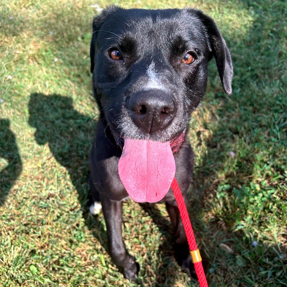 Enlarge Prim Rose, a Adoptable Mixed Breed in Chattanooga, TN image 2/3