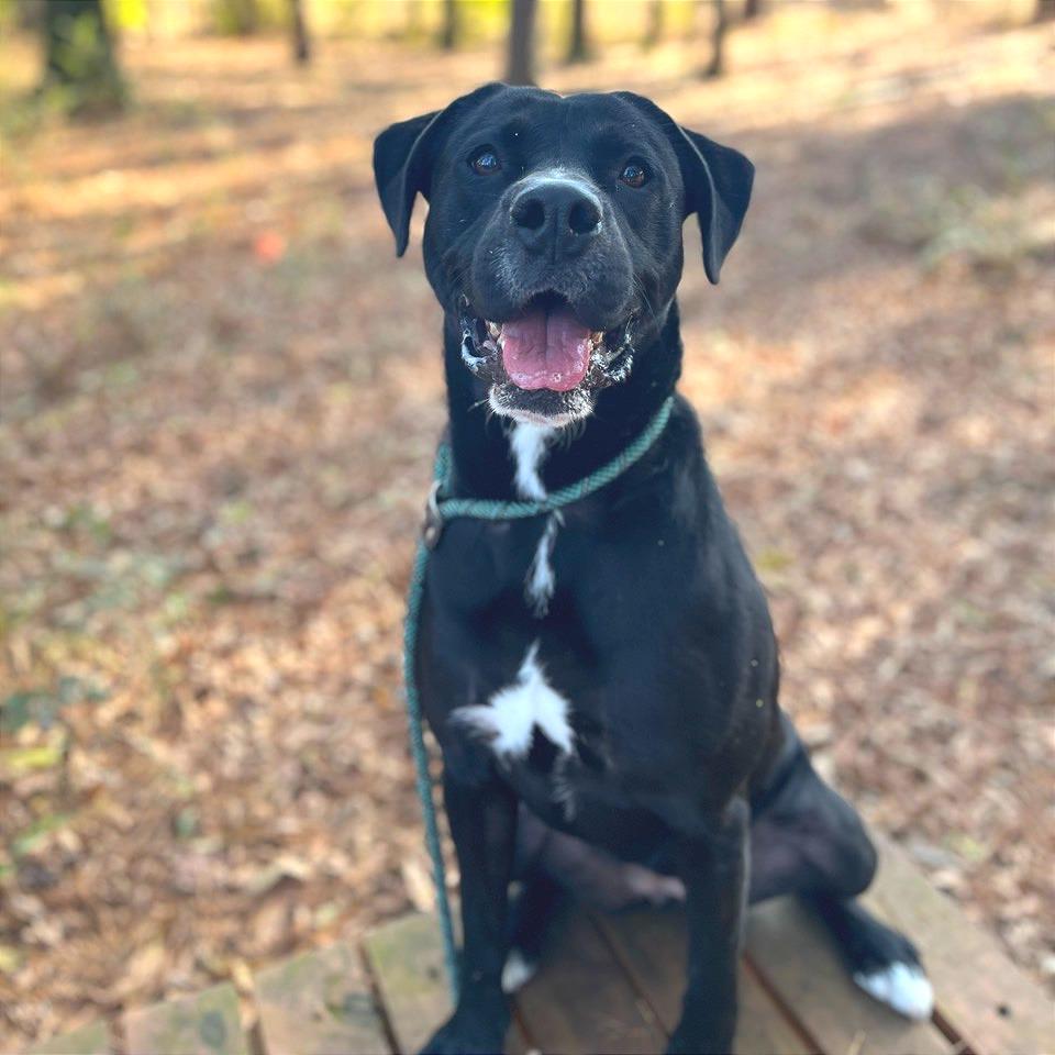 Enlarge Prim Rose, a Adoptable Mixed Breed in Chattanooga, TN image 3/3