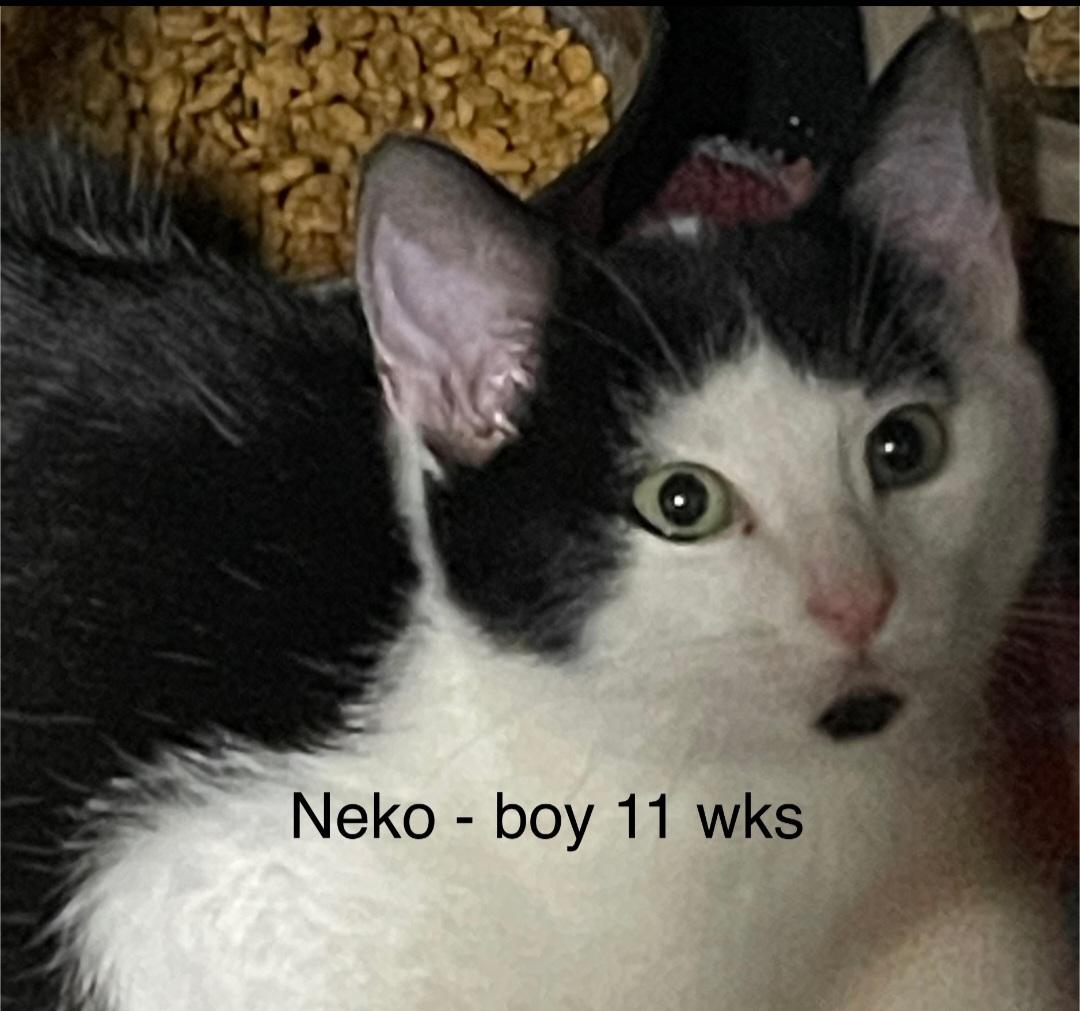 Enlarge K-26 Neko, a Adoptable Domestic Short Hair in Billings, MT image 1/1