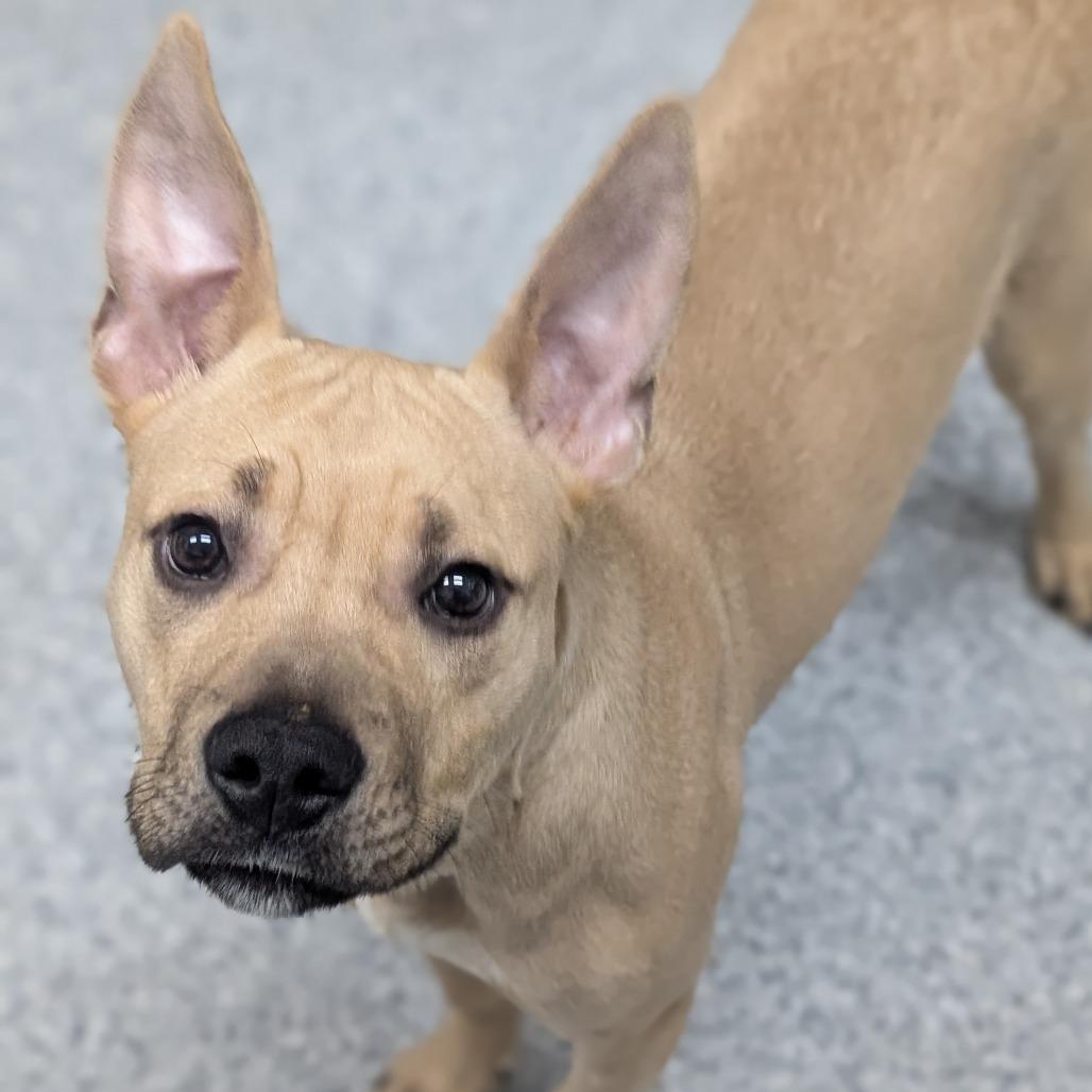 Ziti, Adoptable, Young Female American Staffordshire Terrier & Mixed Breed.
