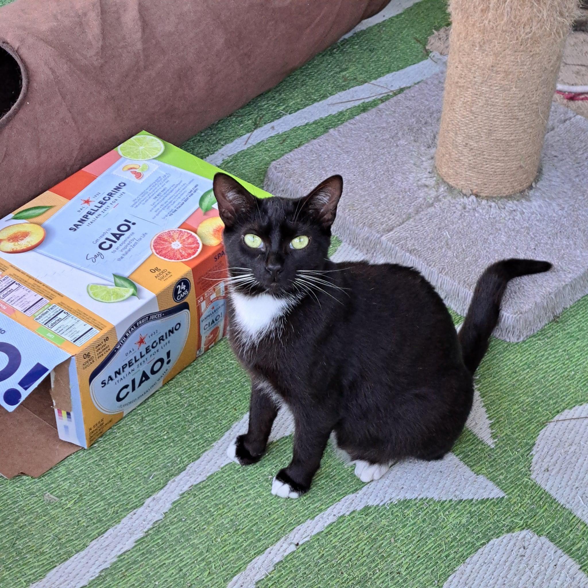 Zip & Zulu, an adopted Domestic Short Hair in Jacksonville, FL image 6/6
