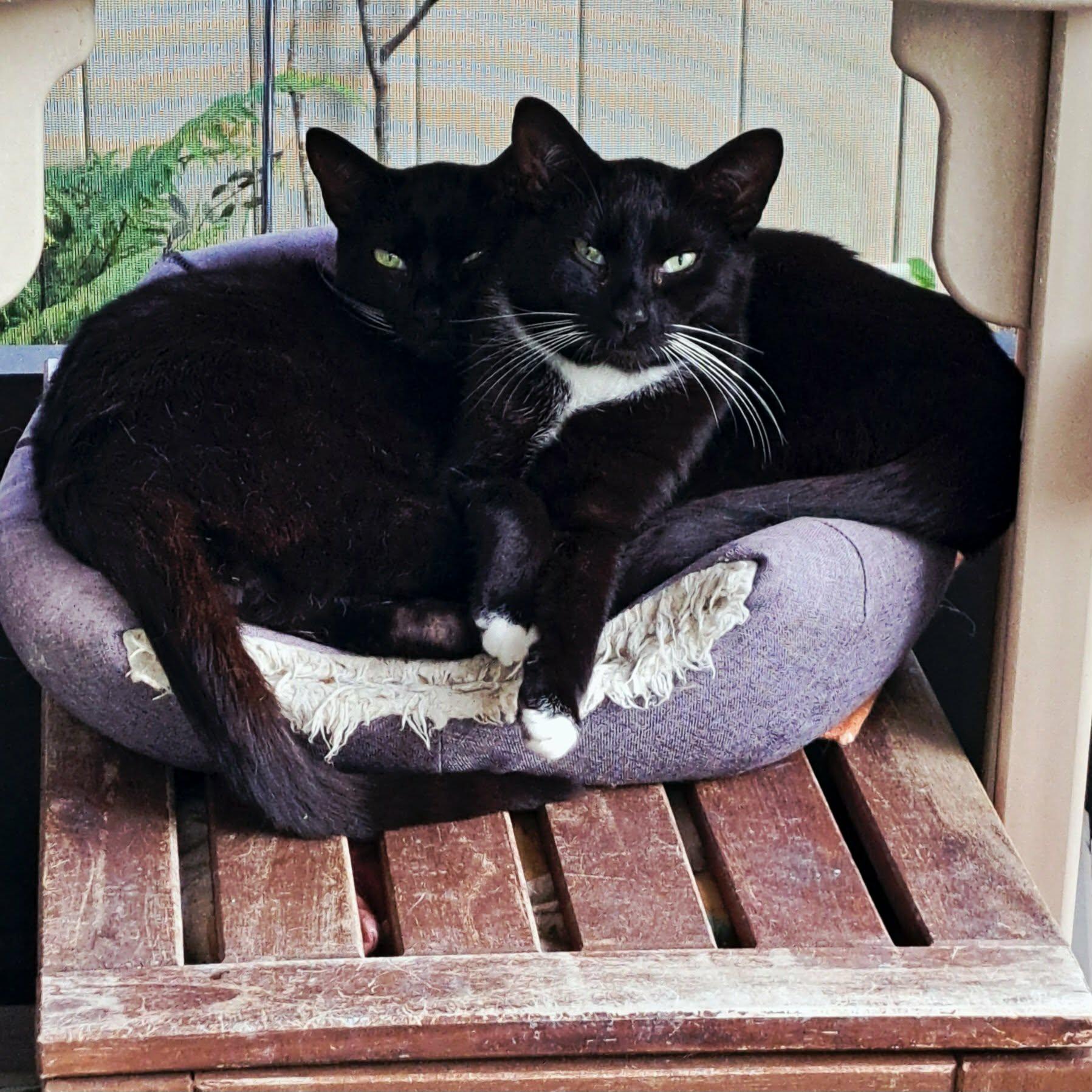 Zip & Zulu, an adopted Domestic Short Hair in Jacksonville, FL image 2/6
