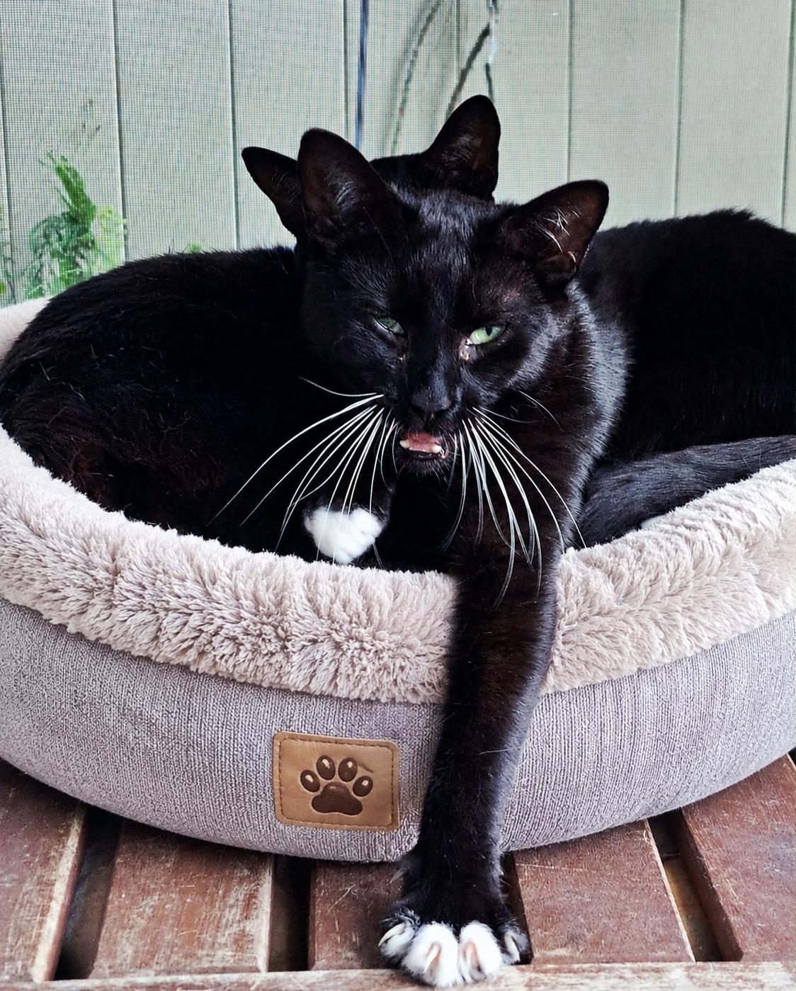 Zip & Zulu, adopted, Young Male Domestic Short Hair.
