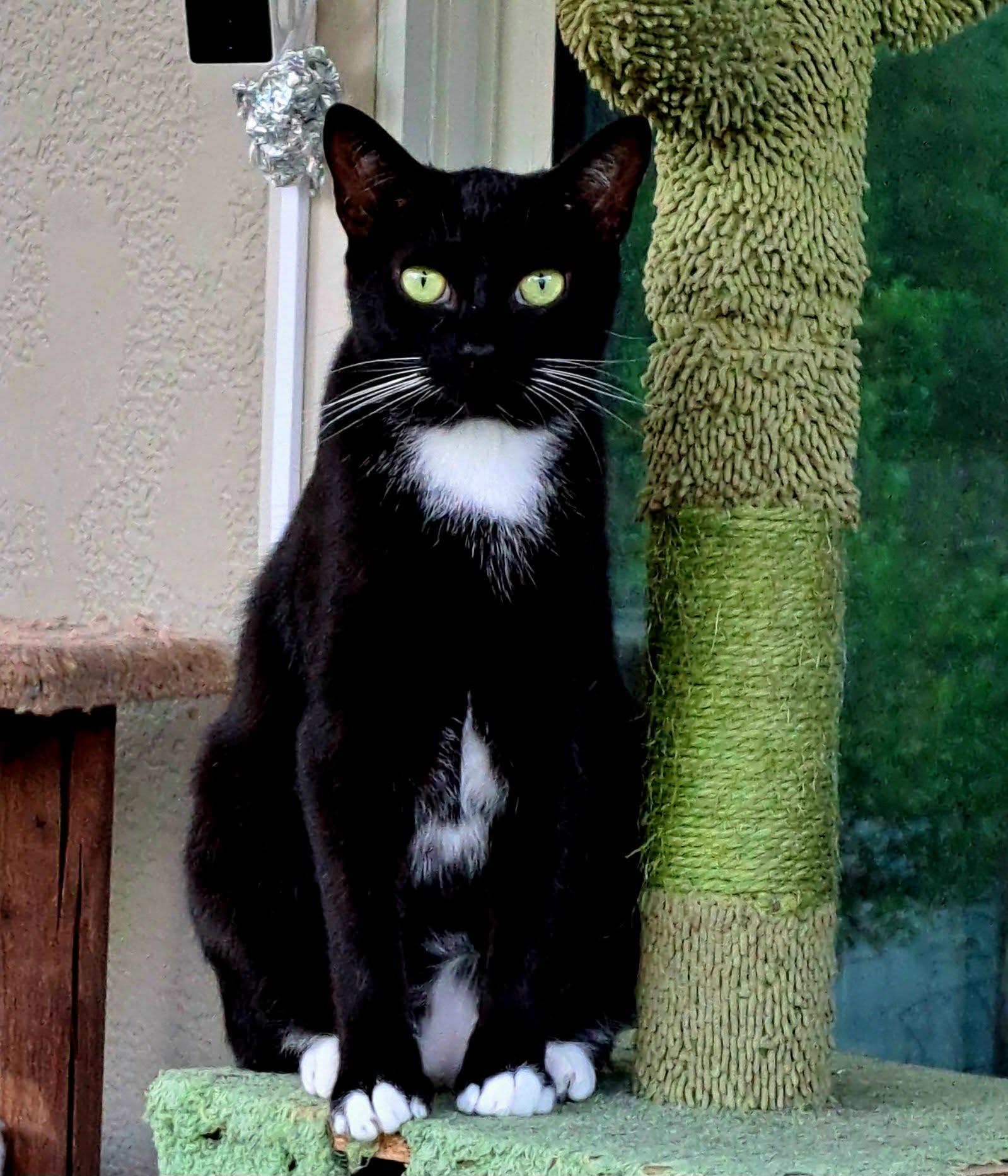Zip & Zulu, an adopted Domestic Short Hair in Jacksonville, FL image 5/6