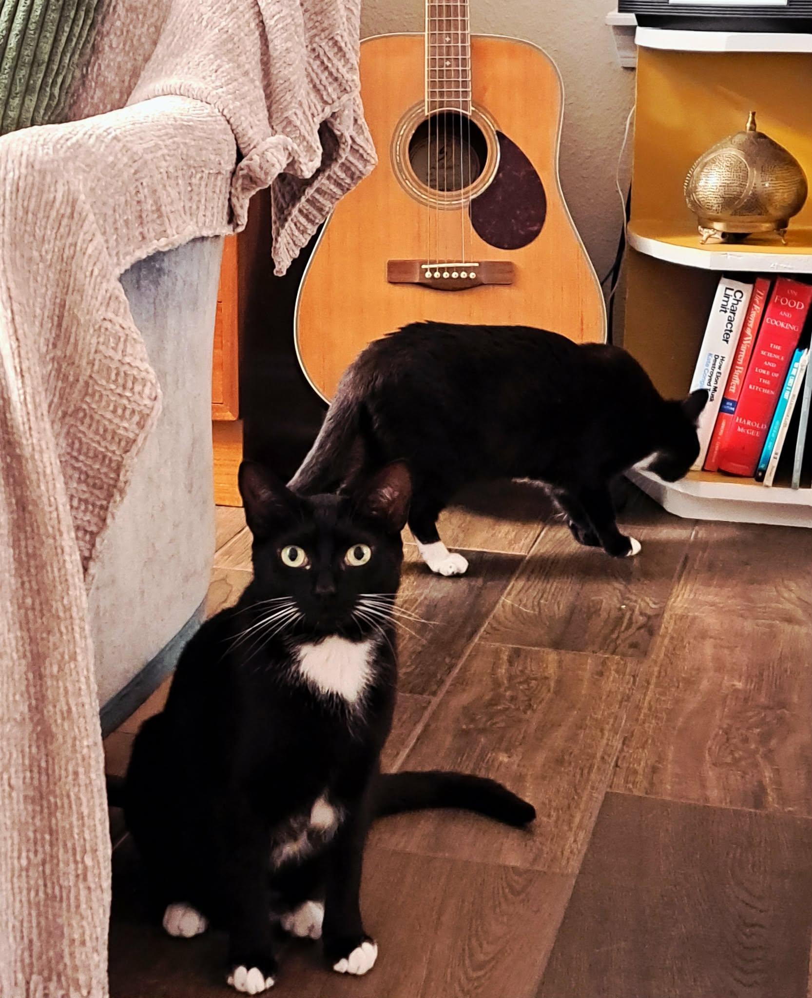 Zip & Zulu, an adopted Domestic Short Hair in Jacksonville, FL image 3/6