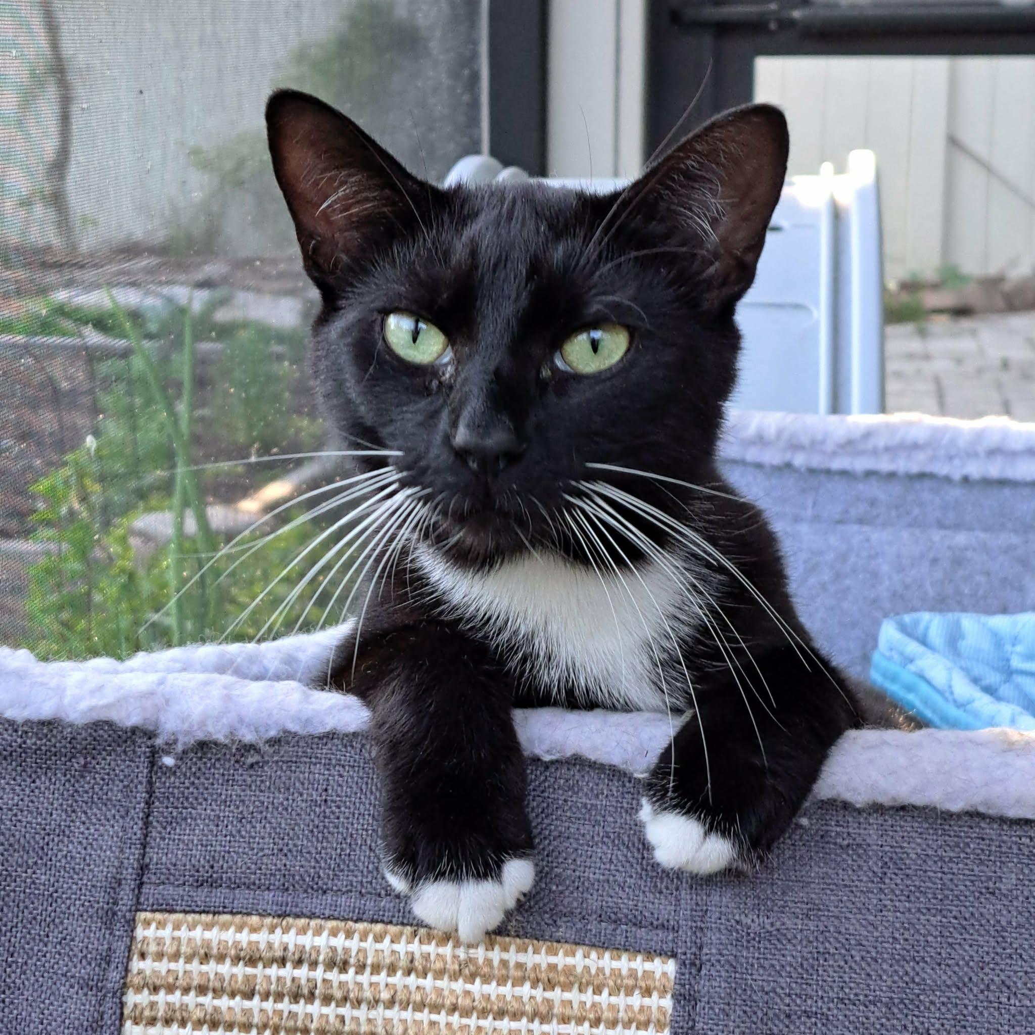 Zip & Zulu, an adopted Domestic Short Hair in Jacksonville, FL image 4/6