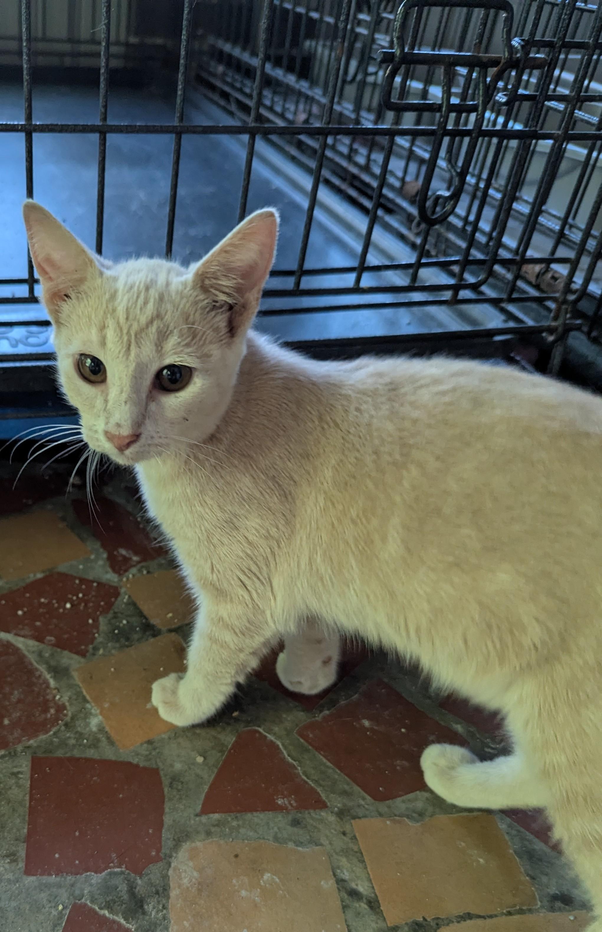 Willow, Adoptable, Kitten Female Domestic Short Hair.