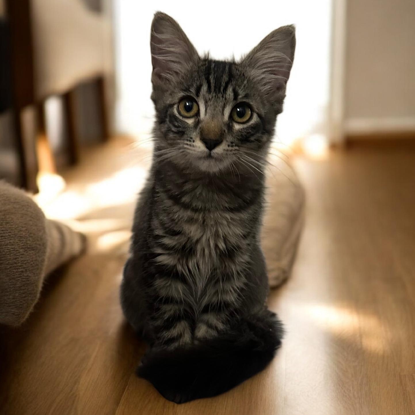 Jules - juju, adopted, Kitten Male Tabby.