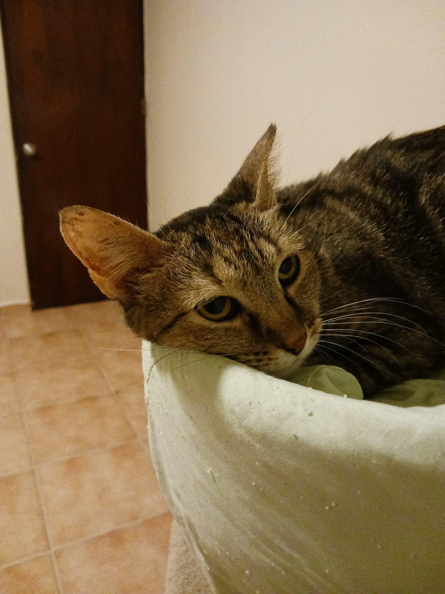 Ojitos, a Adoptable Domestic Short Hair in San Juan, PR image 4/6