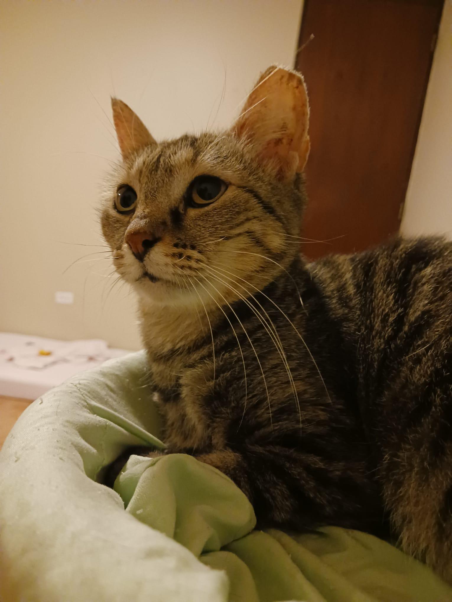 Ojitos, a Adoptable Domestic Short Hair in San Juan, PR image 3/6