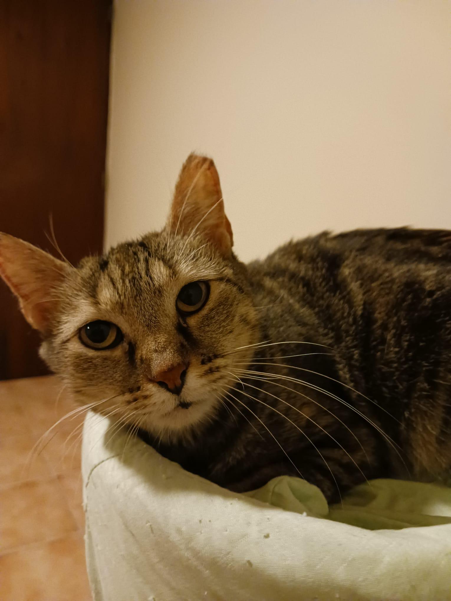 Ojitos, a Adoptable Domestic Short Hair in San Juan, PR image 1/6