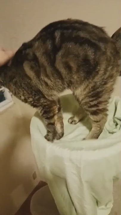 Enlarge Ojitos, a Adoptable Domestic Short Hair in San Juan, PR video 6/6