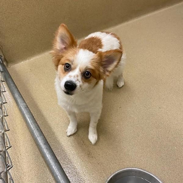 Max, adopted, Senior Male Pomeranian.