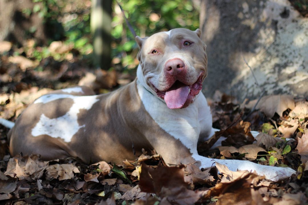 Cleo, Adoptable, Young Female American Bully.