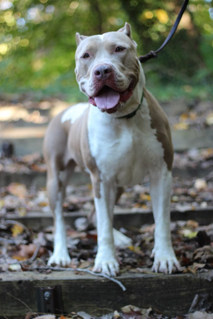 Enlarge Cleo, a Adoptable American Bully in Port Washington, NY image 2/5