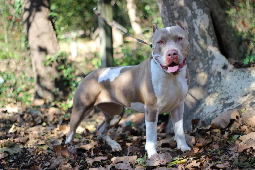 Enlarge Cleo, a Adoptable American Bully in Port Washington, NY image 3/5