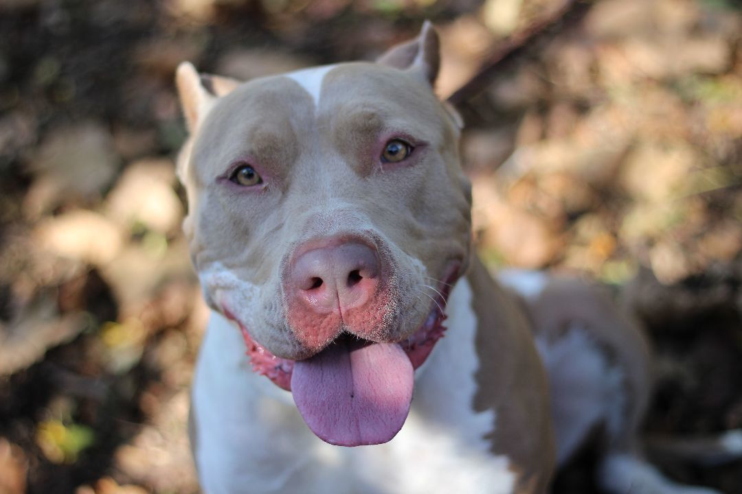 Enlarge Cleo, a Adoptable American Bully in Port Washington, NY image 4/5