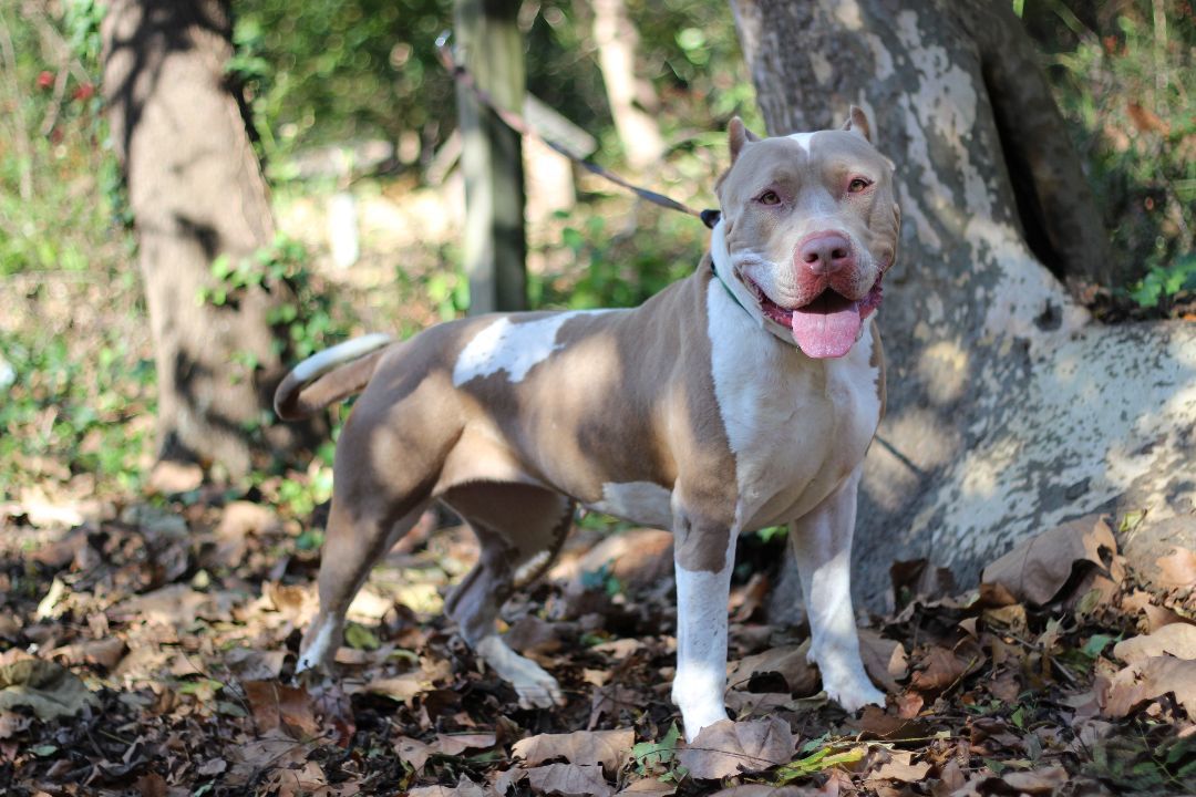 Enlarge Cleo, a Adoptable American Bully in Port Washington, NY image 5/5