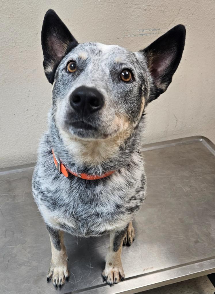 Hank, Adoptable, Young Male Australian Cattle Dog / Blue Heeler.