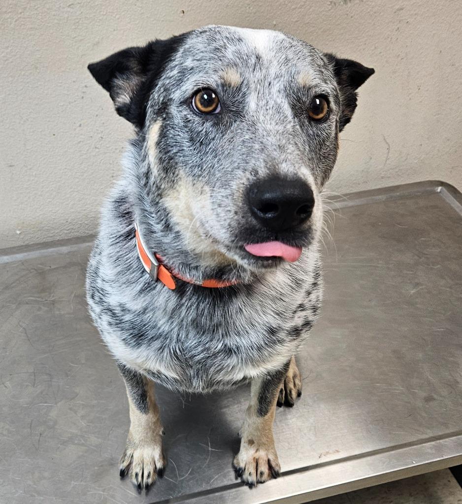 Hank, a Adoptable mixed breed in Mocksville, NC image 2/3