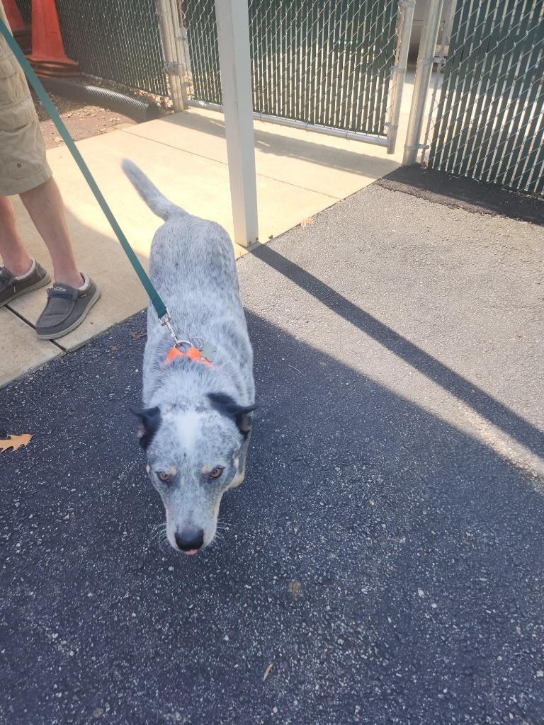 Hank, a Adoptable mixed breed in Mocksville, NC image 3/3