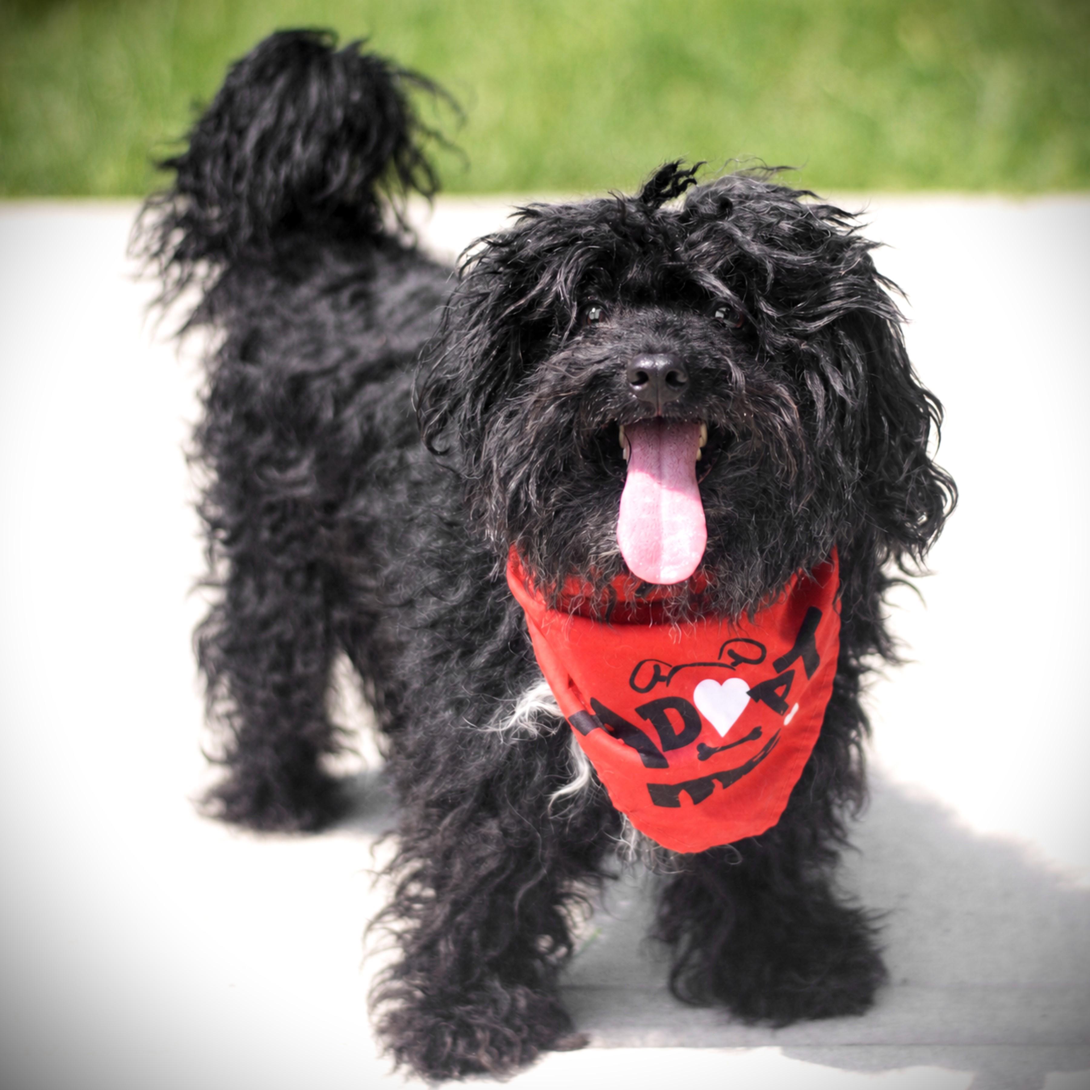 Goose, an adoptable mixed breed in Amsterdam, NY image 3/3