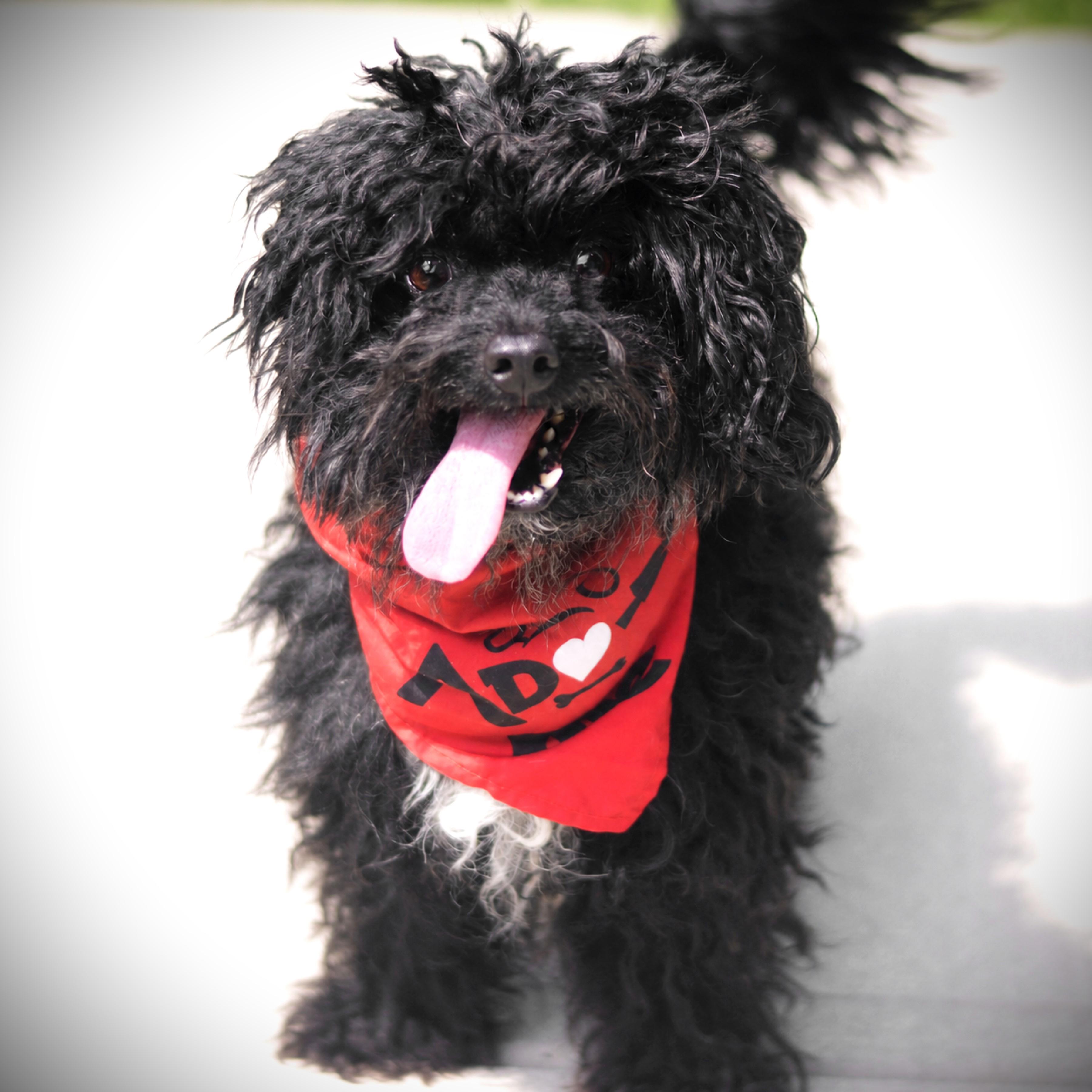 Goose, adoptable, Adult Male Poodle (Toy) & Chihuahua.