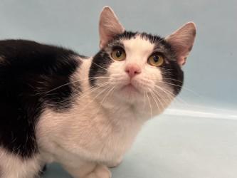 Scrappy, Adoptable, Adult Male Domestic Short Hair & Domestic Short Hair.