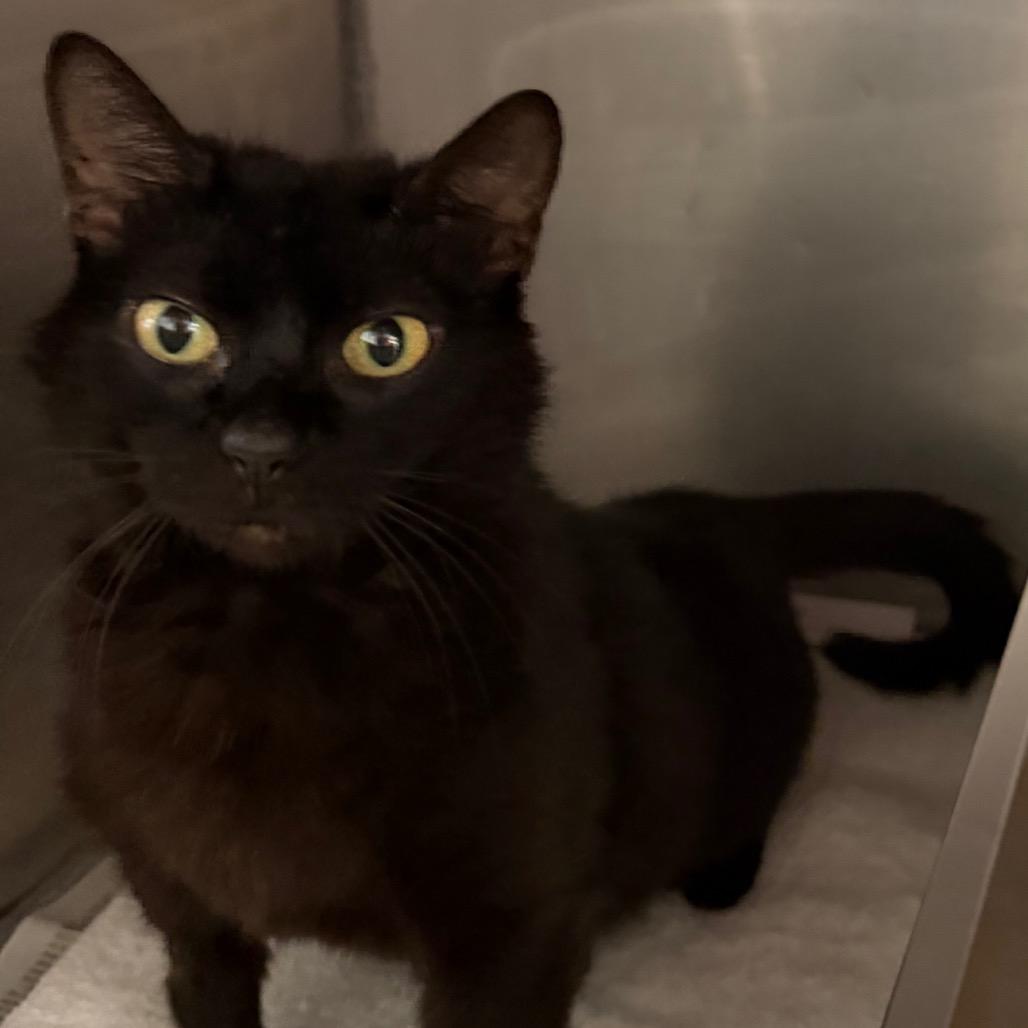Lady Bug, Adoptable, Adult Female Domestic Short Hair.