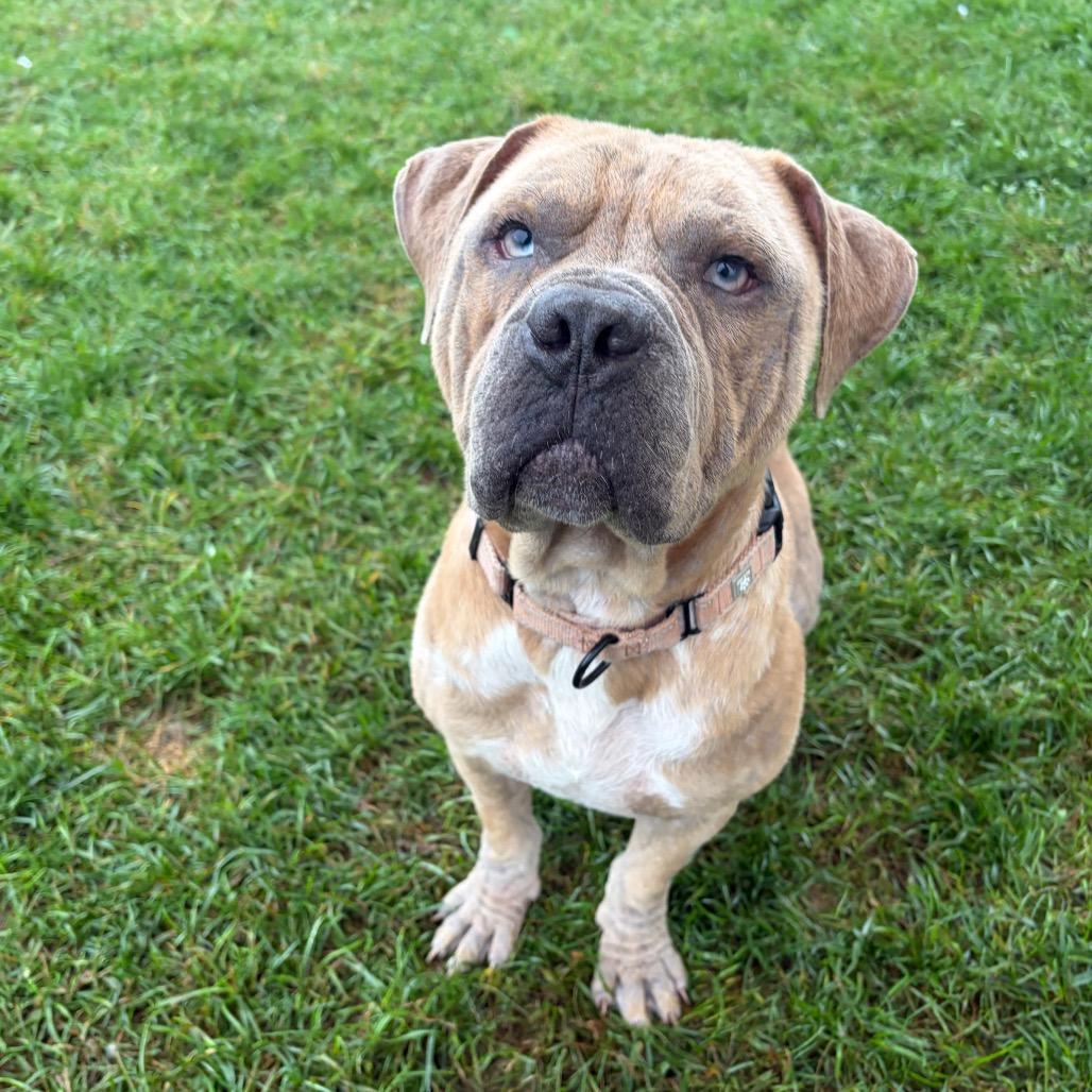 Enlarge Huey, a Adoptable mixed breed in Harrisonburg, VA image 2/6