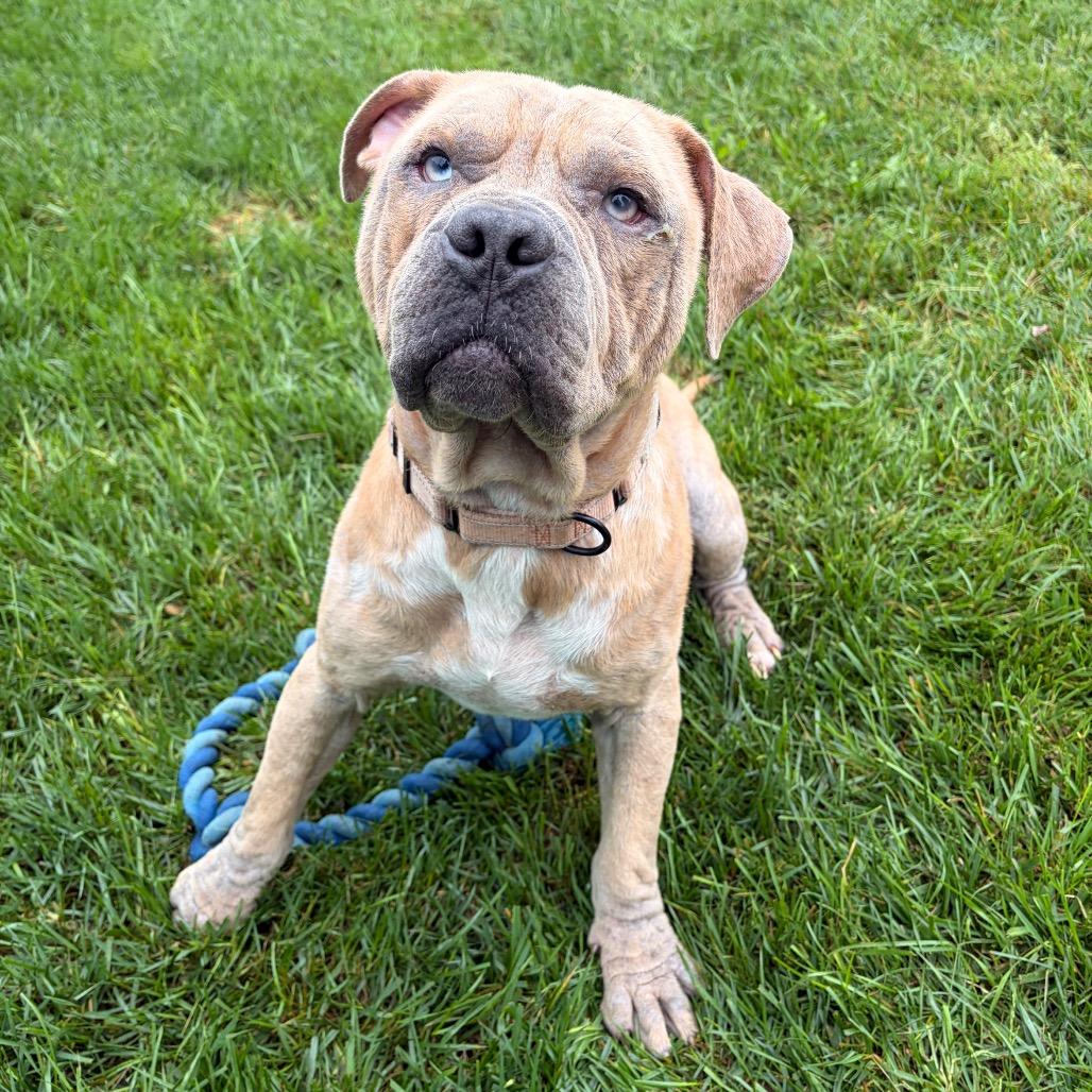 Enlarge Huey, a Adoptable mixed breed in Harrisonburg, VA image 3/6