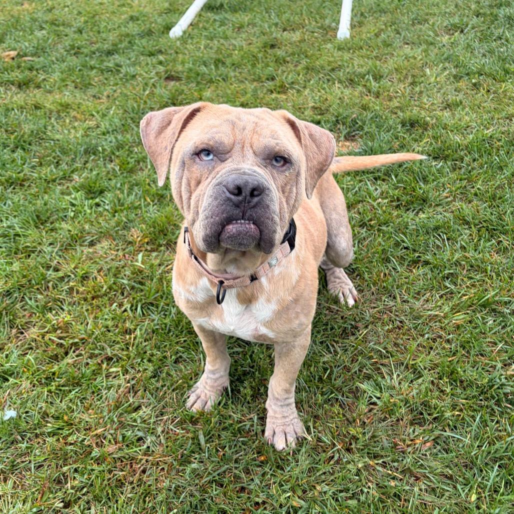 Enlarge Huey, a Adoptable mixed breed in Harrisonburg, VA image 5/6