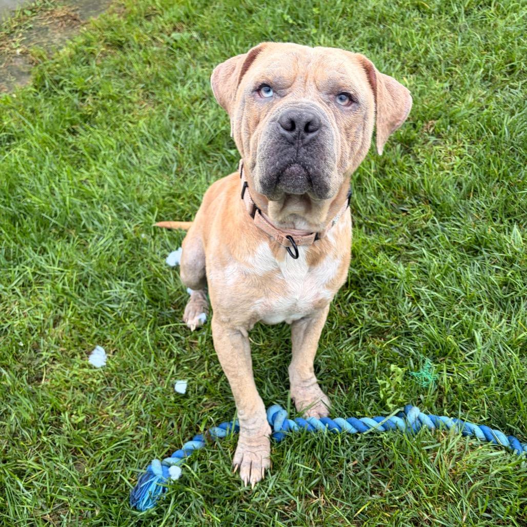 Enlarge Huey, a Adoptable mixed breed in Harrisonburg, VA image 6/6