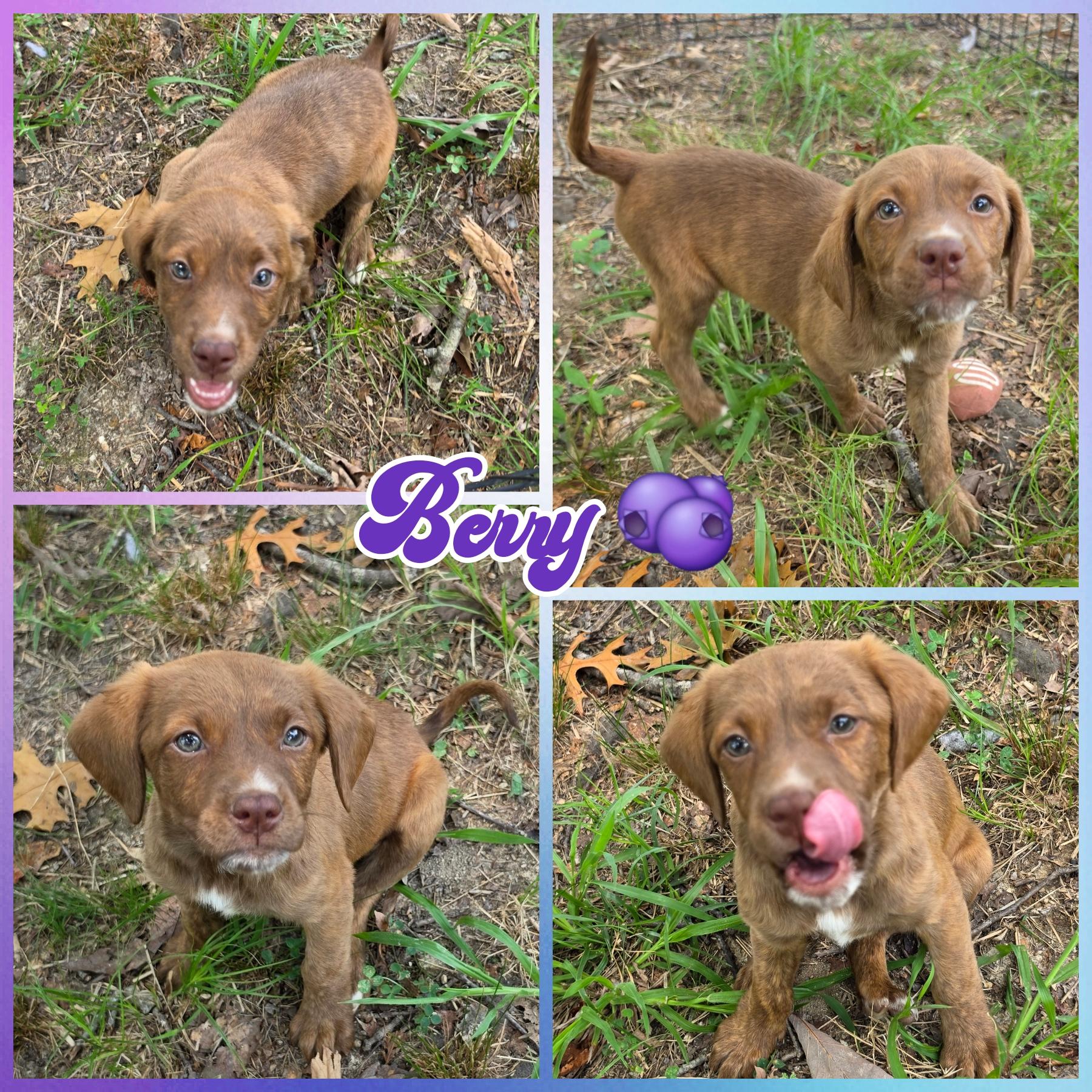 Berry, adopted, Puppy Female Labrador Retriever.
