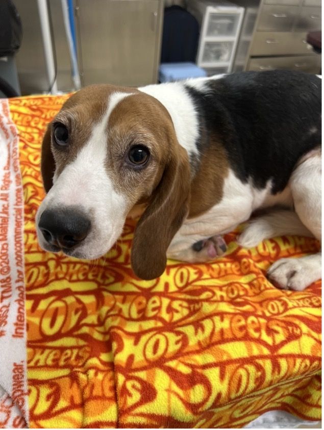 Beevus, Adoptable, Young Male Beagle.