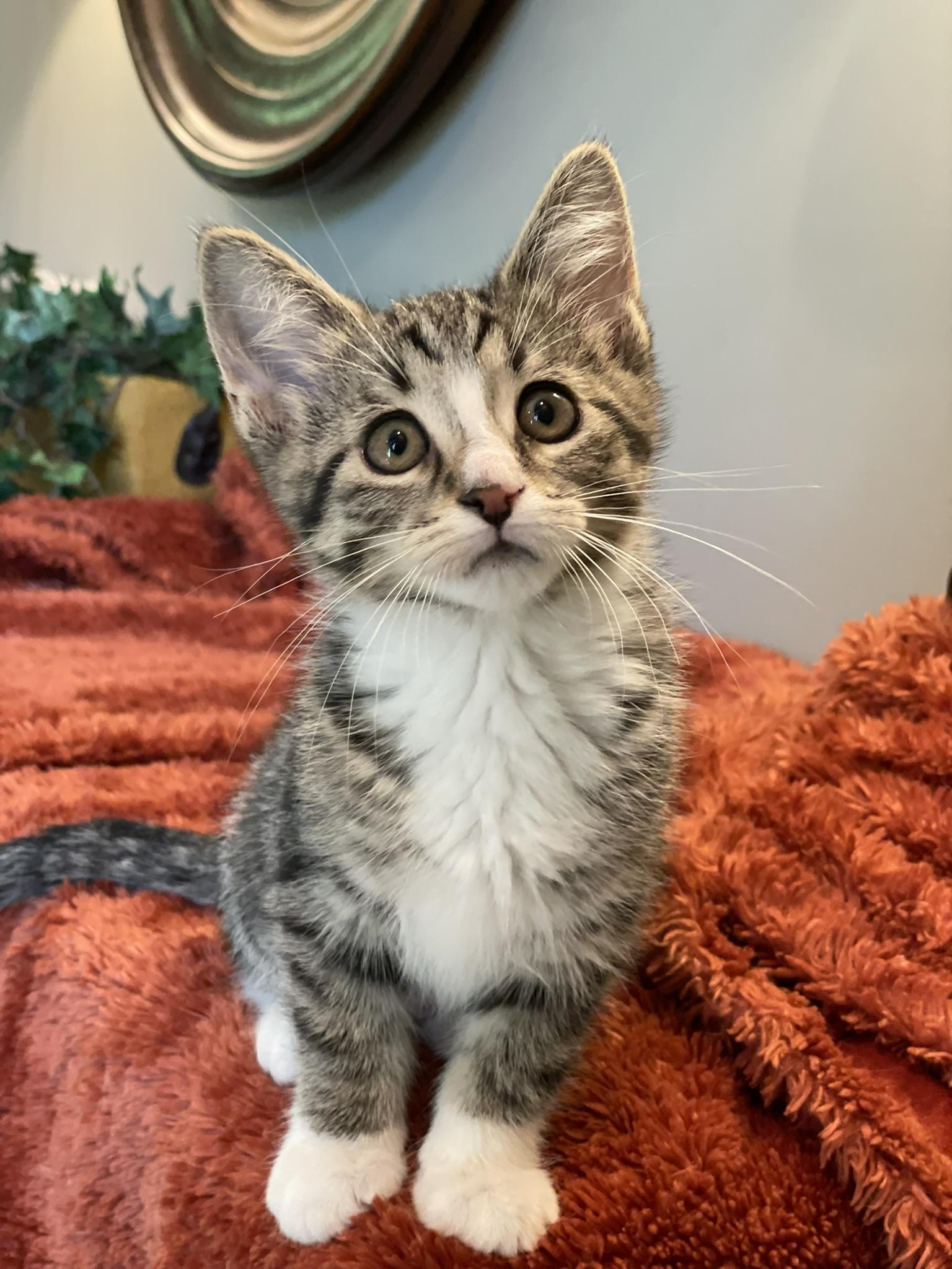 Enlarge Molly, an adopted Tabby in Taylor, MI image 2/6