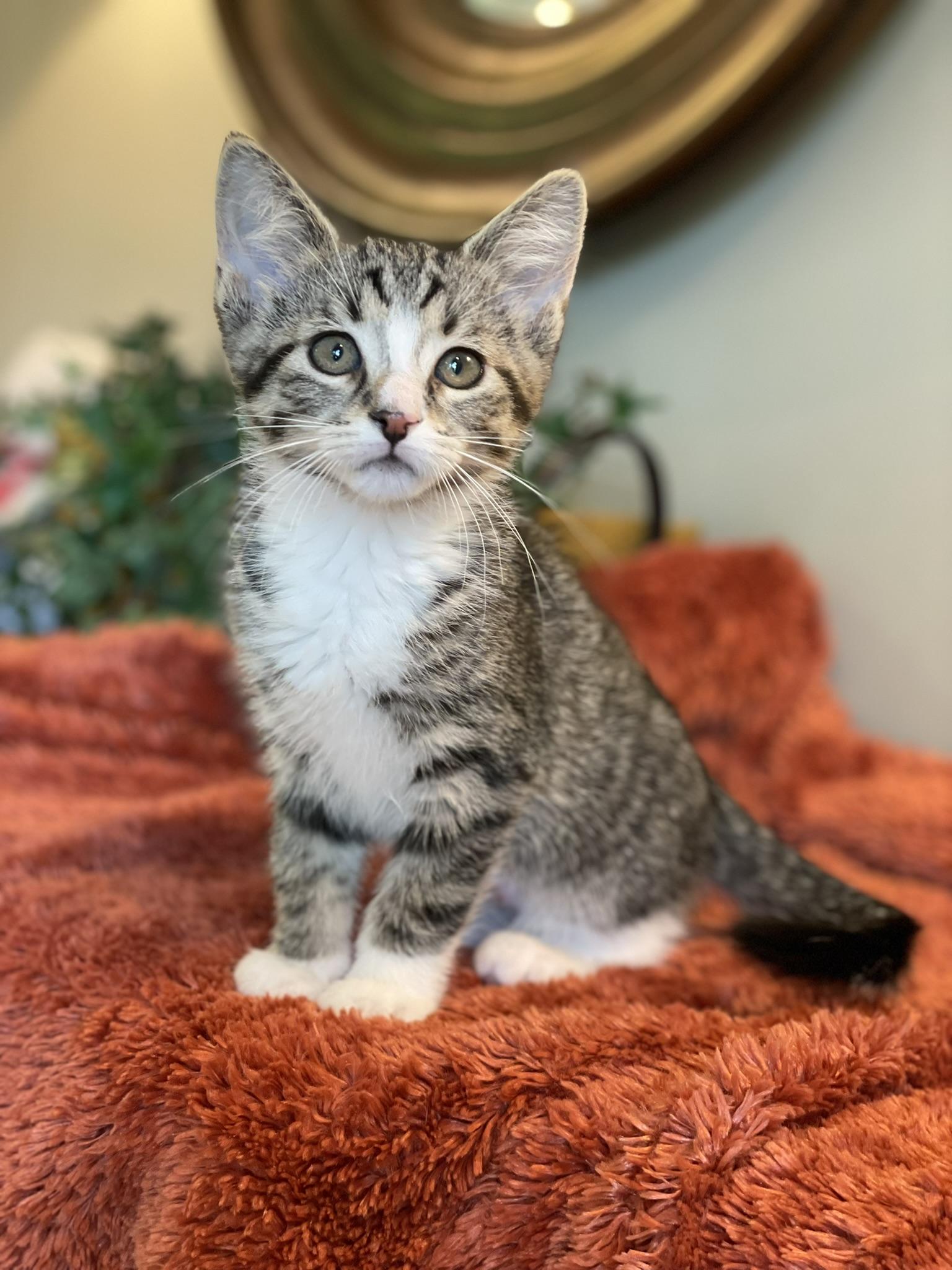Enlarge Molly, an adopted Tabby in Taylor, MI image 1/6