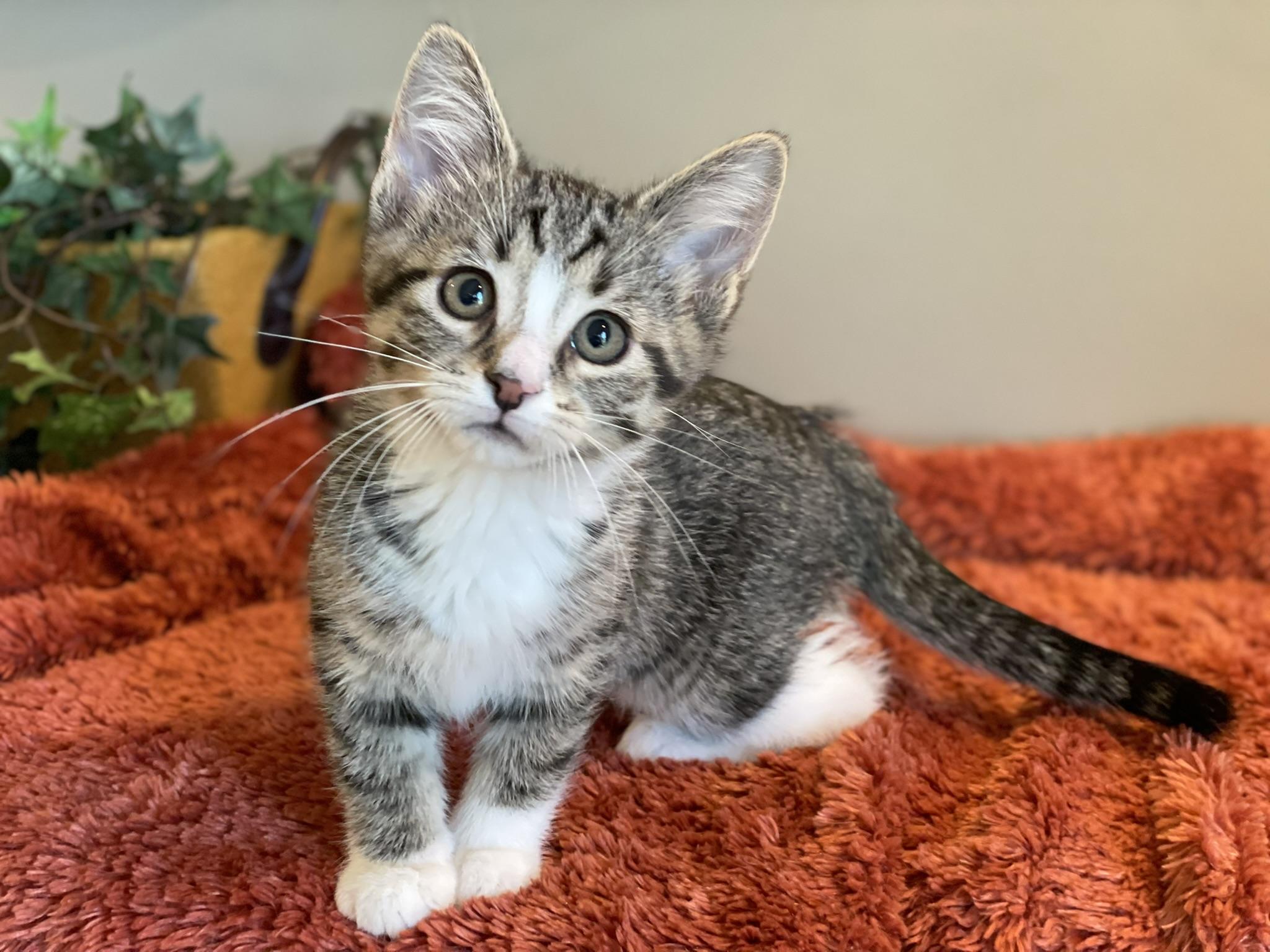 Enlarge Molly, an adopted Tabby in Taylor, MI image 3/6