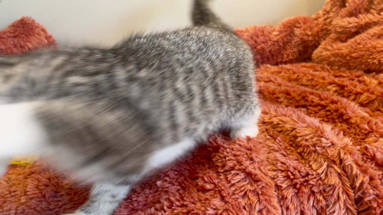 Enlarge Molly, an adopted Tabby in Taylor, MI video 5/6