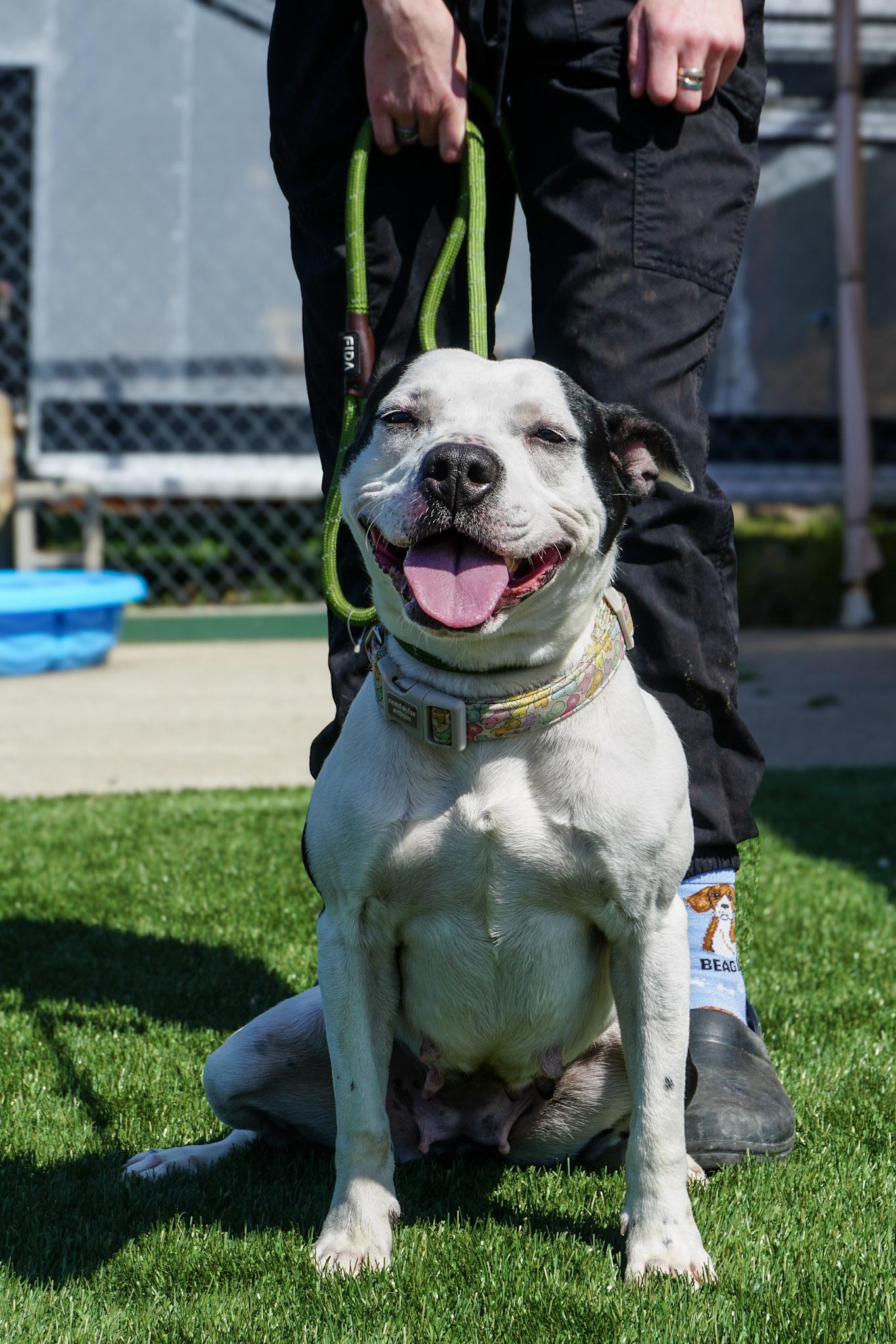 Enlarge Winnie, a Adopted Mixed Breed in Elmira, NY image 1/2