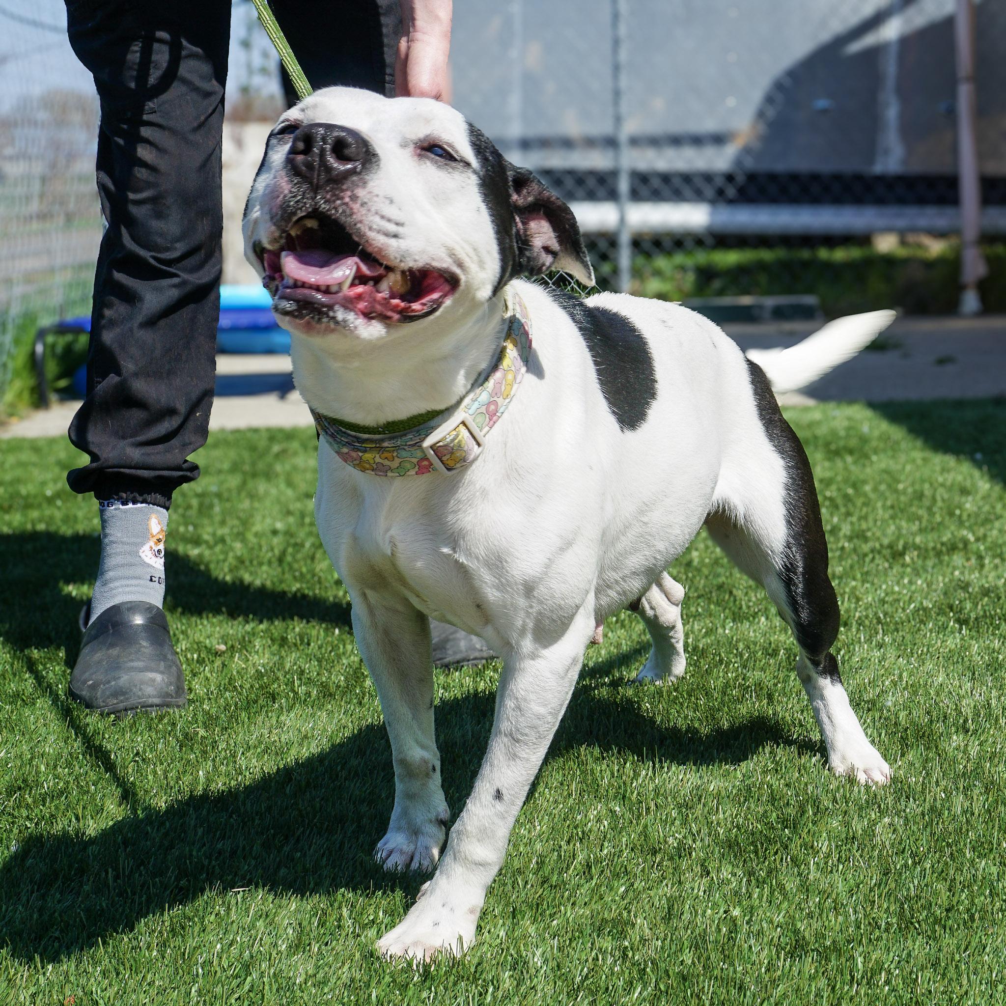 Enlarge Winnie, a Adopted Mixed Breed in Elmira, NY image 2/2