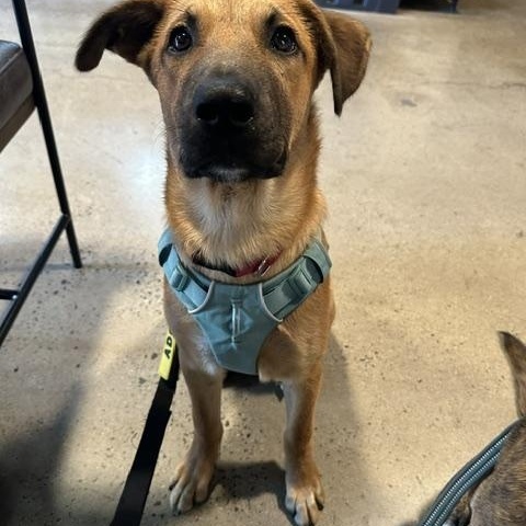 Enlarge Chance, a ADOPTABLE mixed breed in San Diego, CA image 3/6