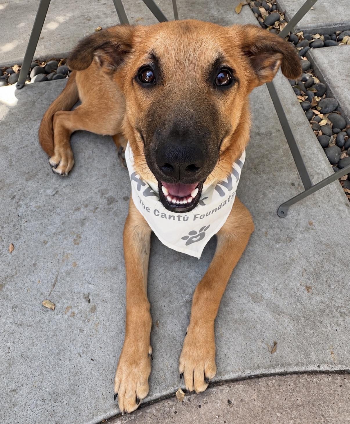 Chance, ADOPTABLE, Puppy Male Labrador Retriever & Belgian Shepherd / Malinois.