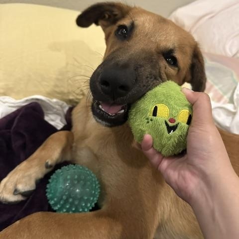 Enlarge Chance, a ADOPTABLE mixed breed in San Diego, CA image 6/6