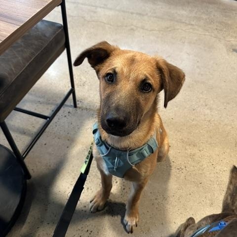 Enlarge Chance, a ADOPTABLE mixed breed in San Diego, CA image 4/6