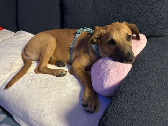 Enlarge Chance, a ADOPTABLE mixed breed in San Diego, CA image 5/6