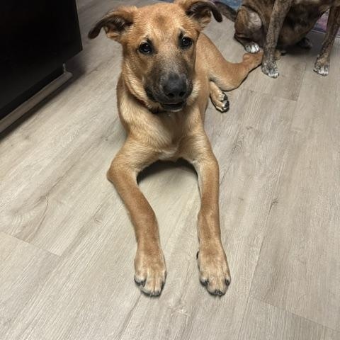 Enlarge Chance, a ADOPTABLE mixed breed in San Diego, CA image 2/6