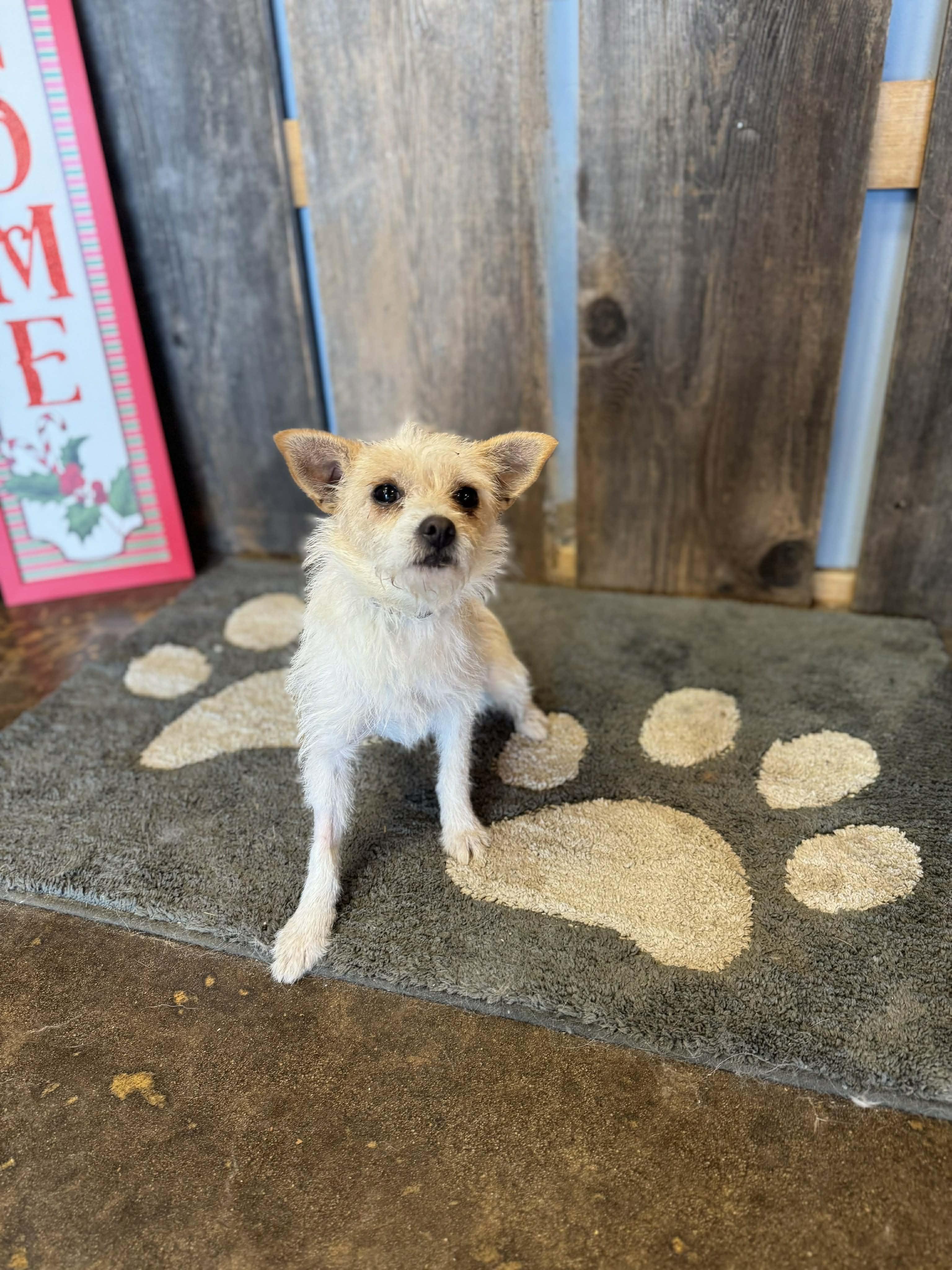 LAINEY #2 $425, ADOPTABLE, Adult Female Terrier.