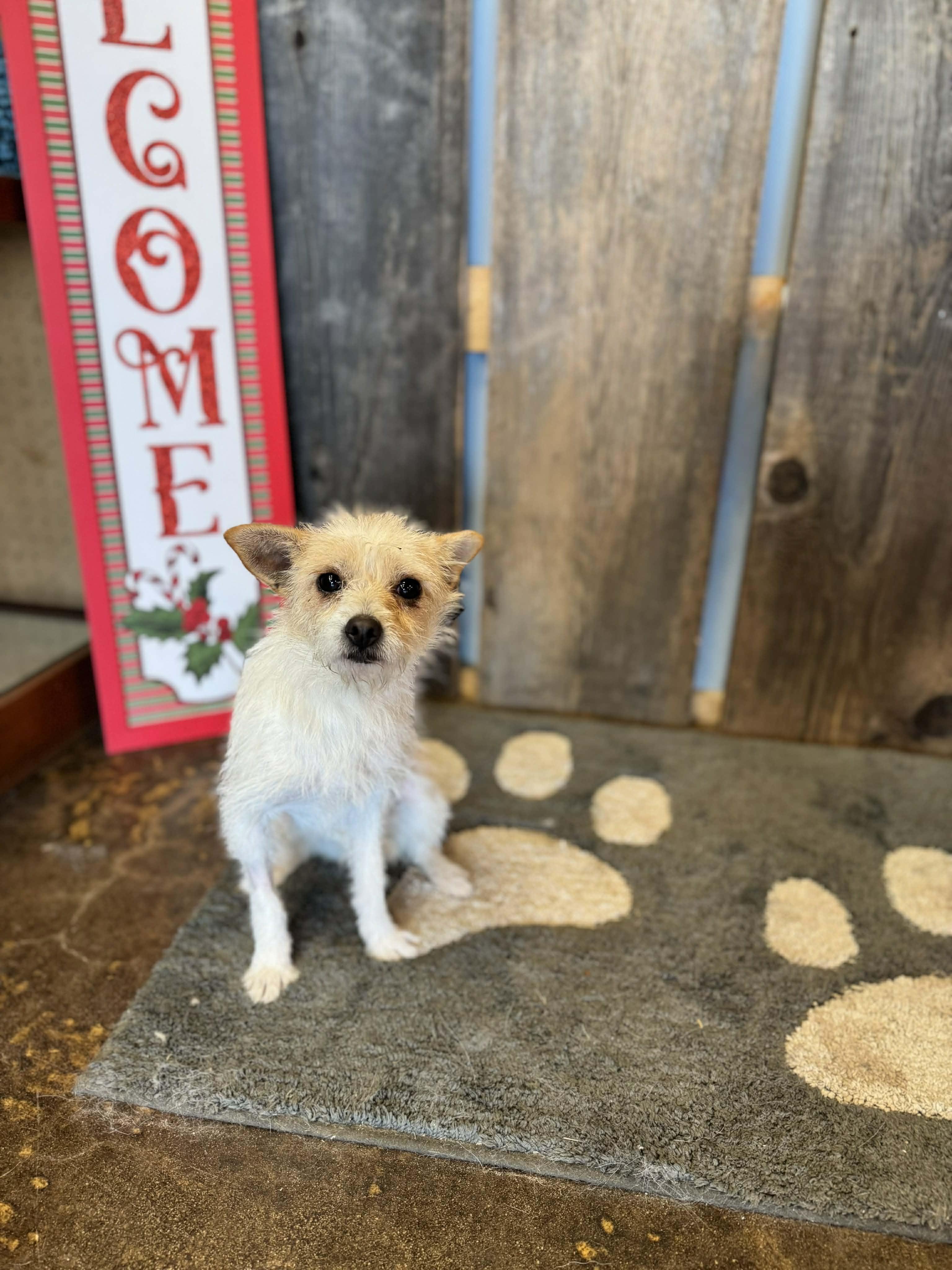 LAINEY #2 $425, a ADOPTABLE mixed breed in Milwaukee, WI image 2/3